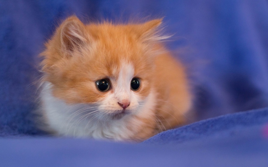 Самые милые котята