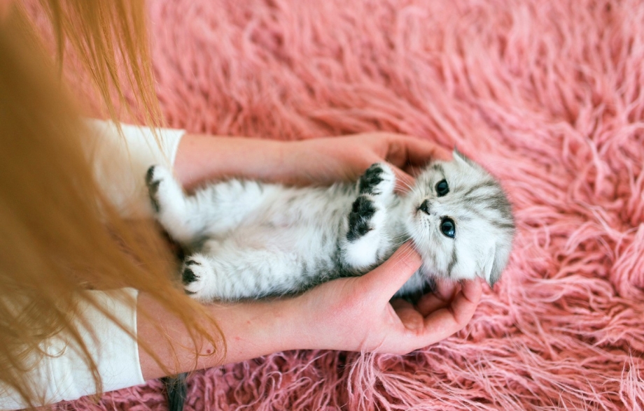 Кошки маленькие