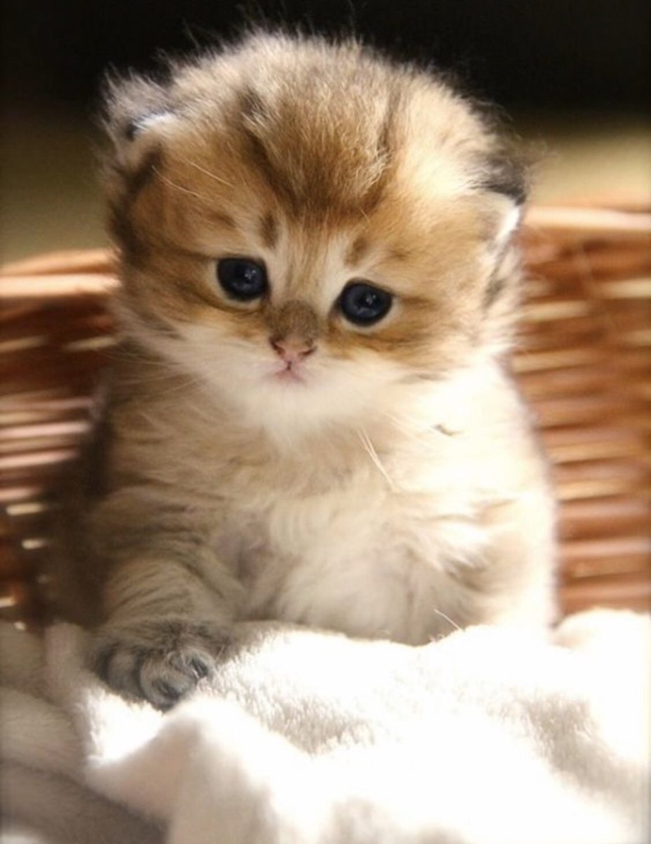Котики маленькие картинки
