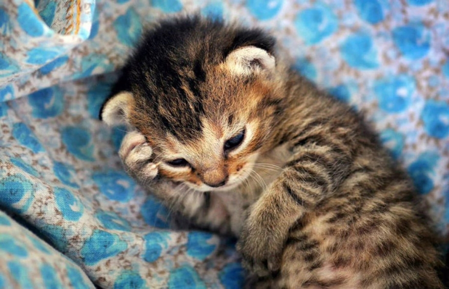 Милые котятки