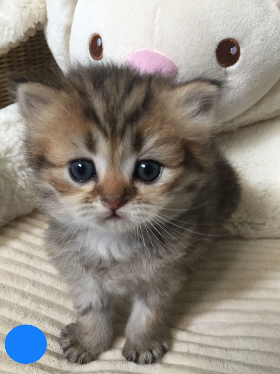 Милые котята