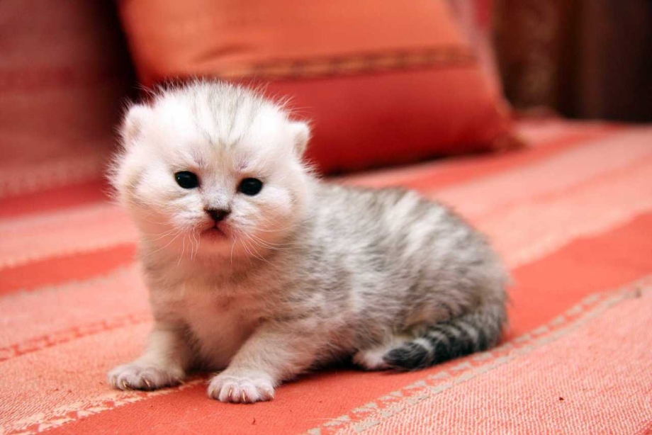 Самые милые котята