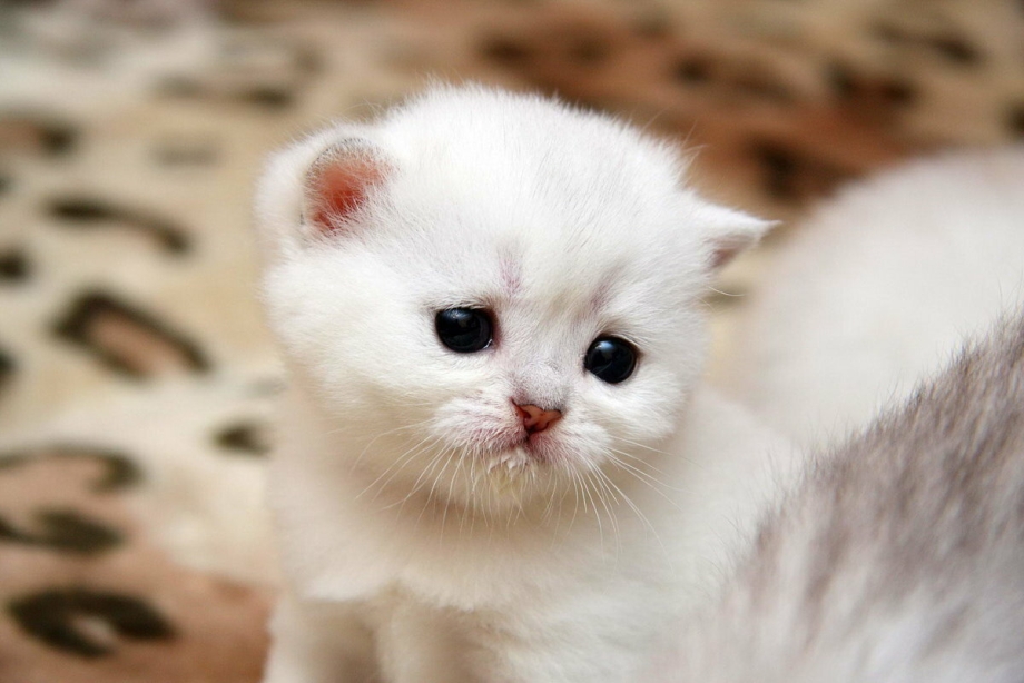 Серо-белый котёнок