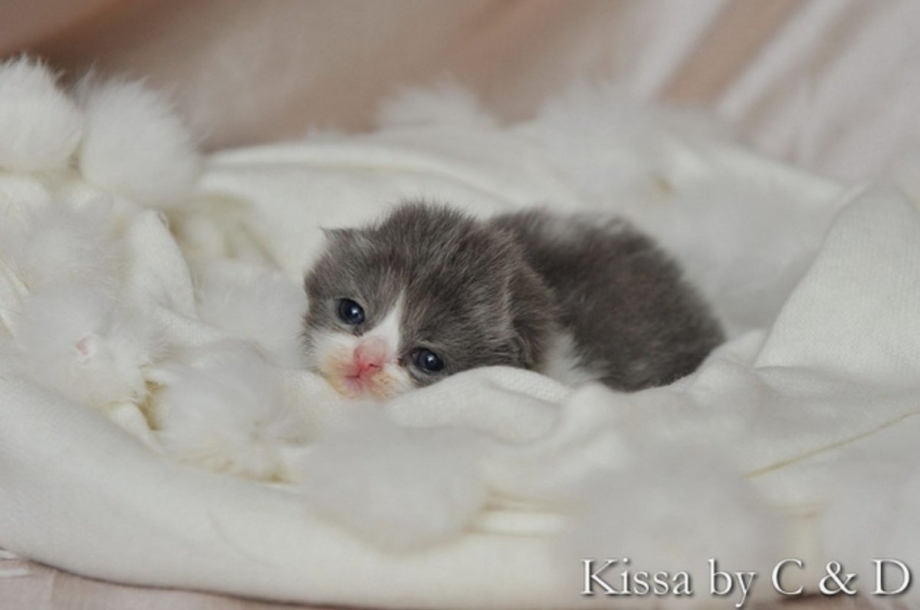 Самые милые коалы в мире