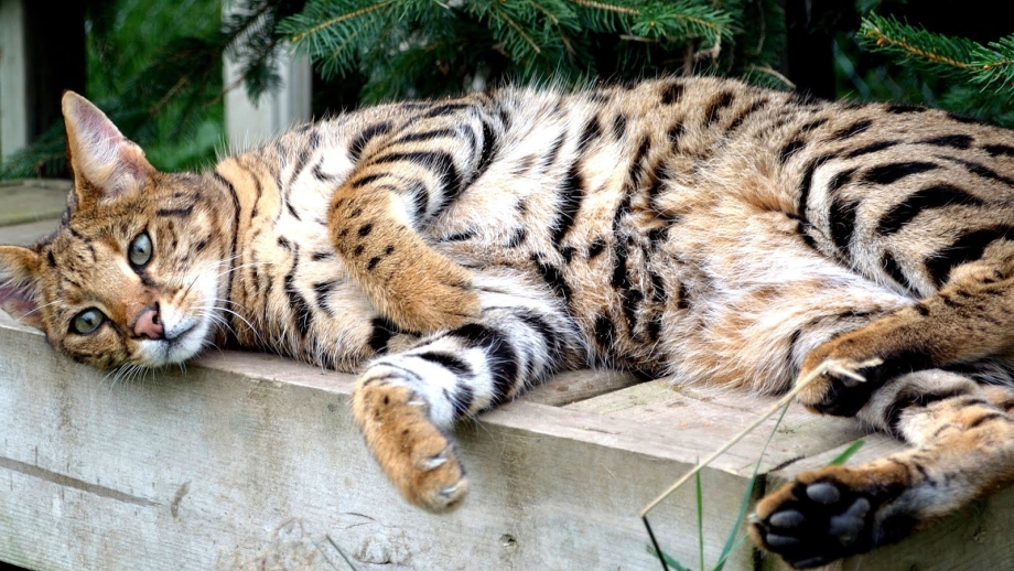 Саванна кошка гибрид