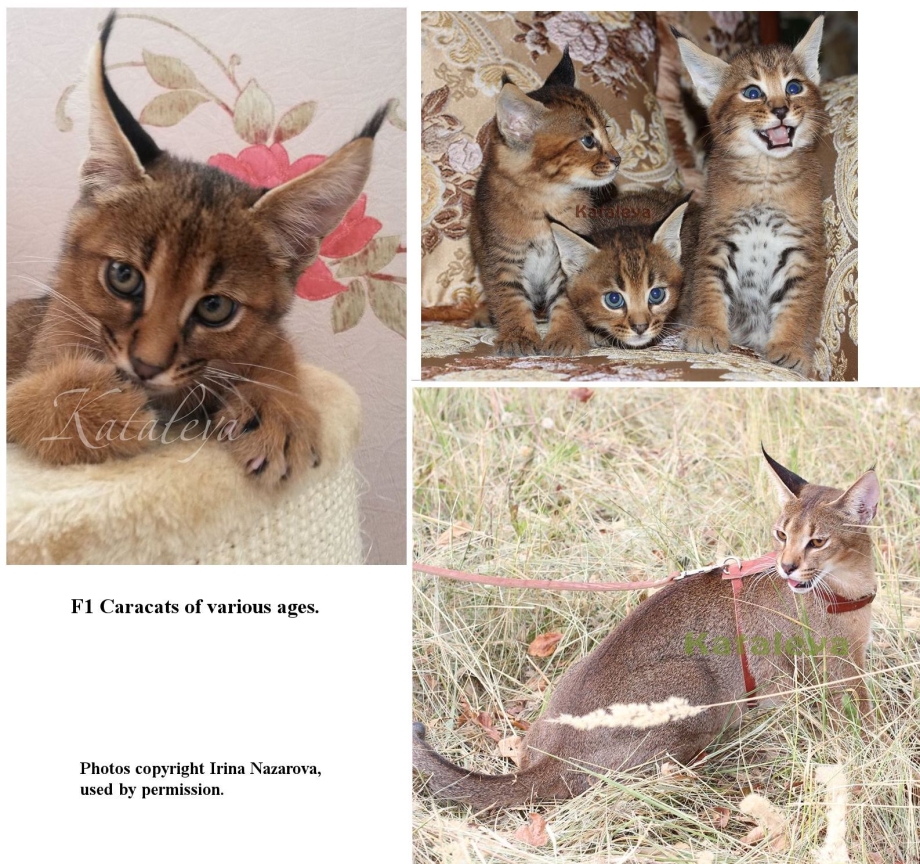 Кошка Рысь домашняя