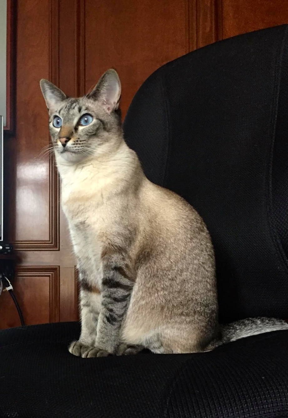 Каракал котенок