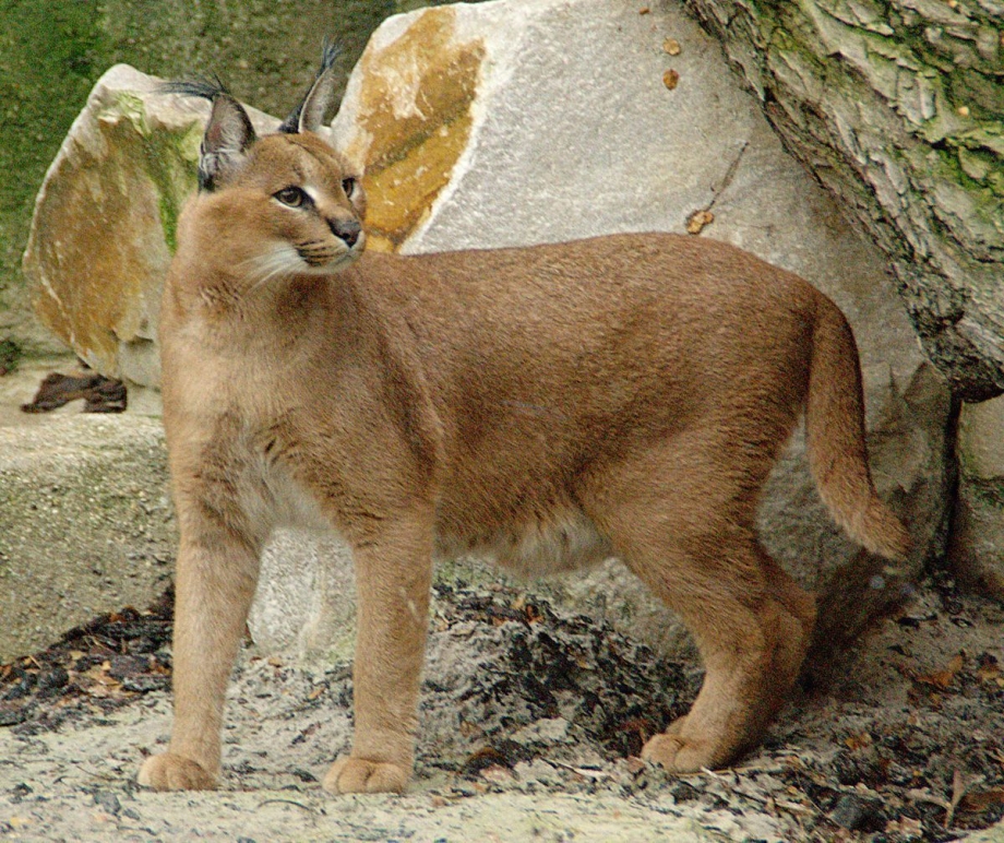 Кот породы пиксибоб