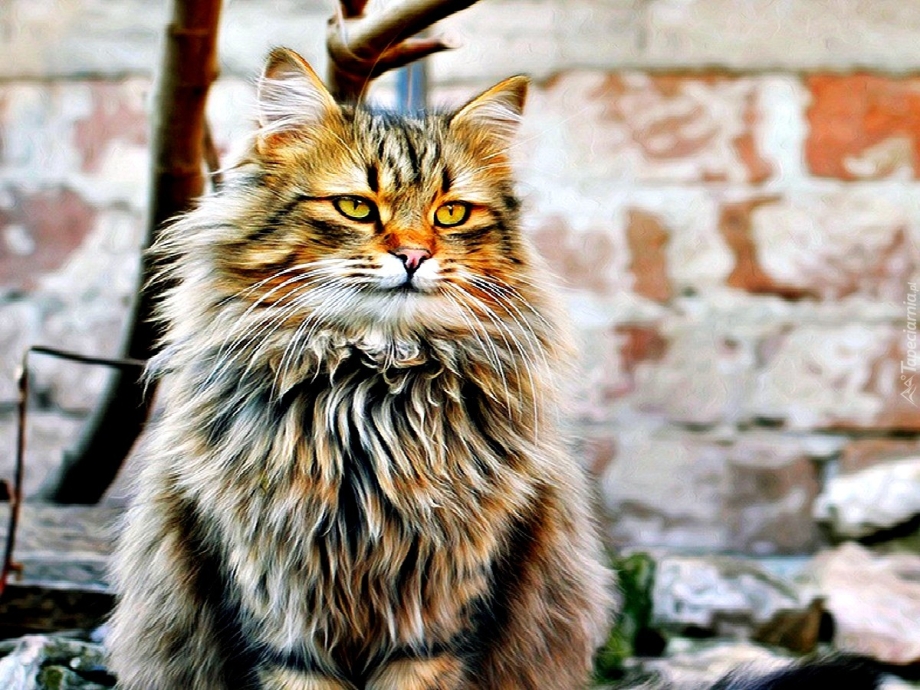 Сибирский Мейн кун