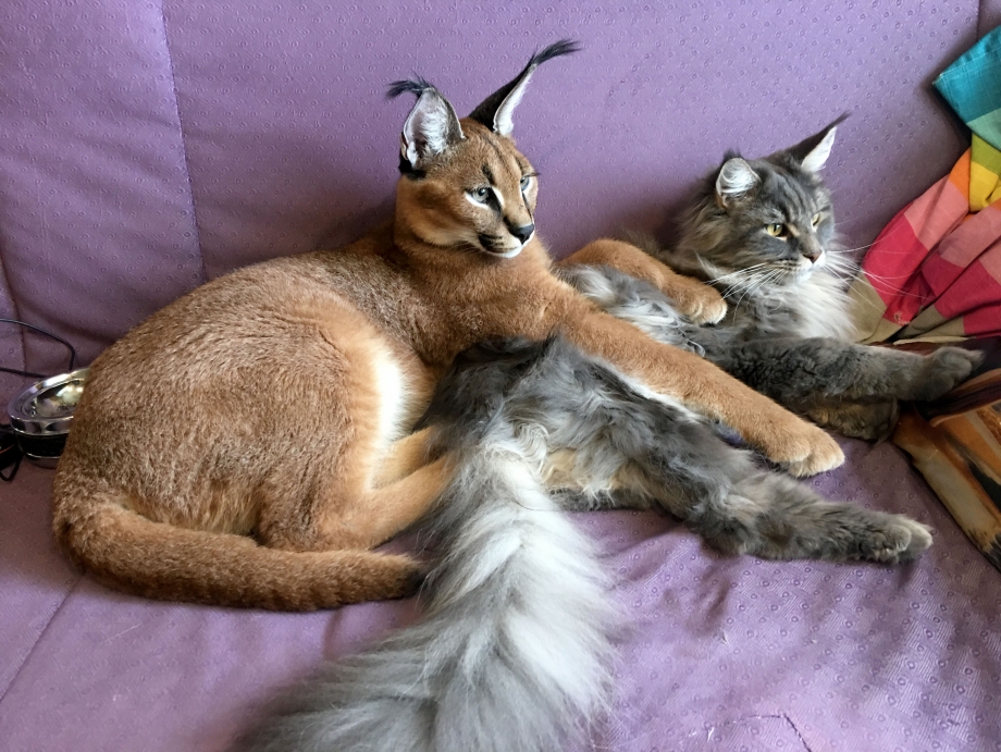 Каракет кошка