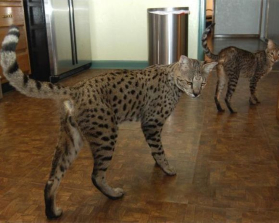 Кошка Рысь каракал