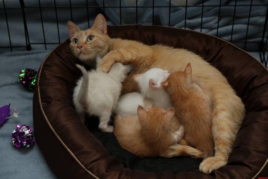 Беременная кошка с котятами