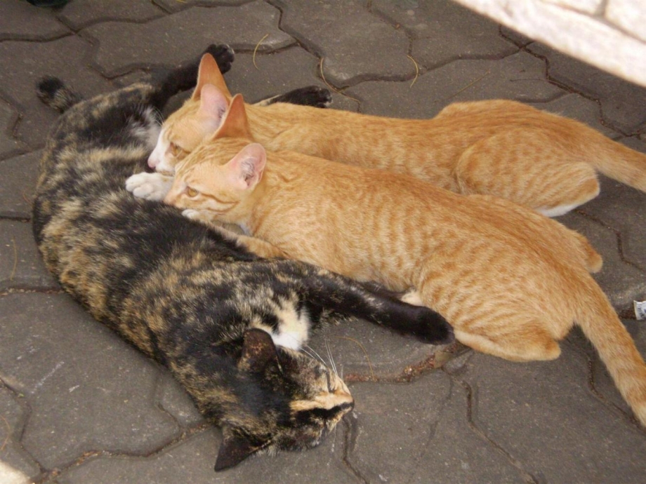 Кошка Пуша и бельчата