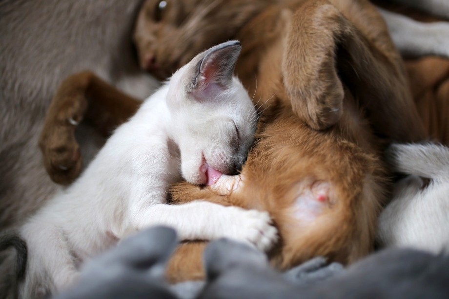 Кошка кормит котят