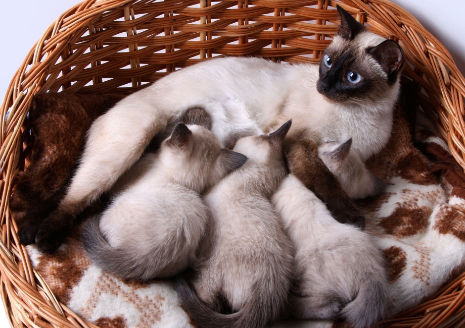 Мама кошка кормит котят