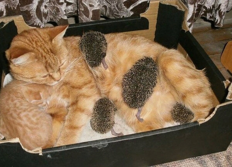 Кот здоровается