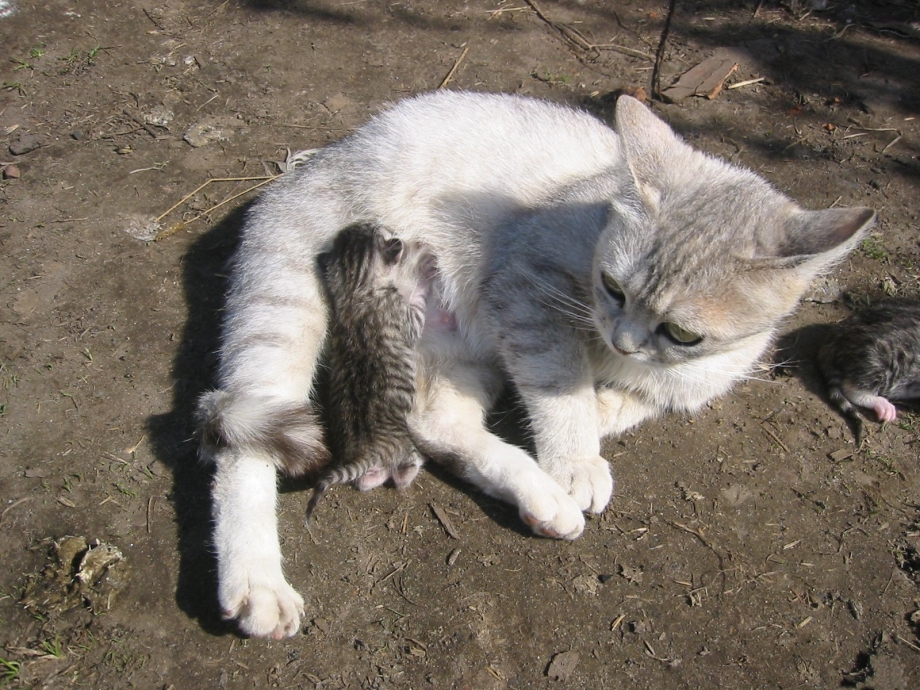 Шотландская прямоухая кошка питание