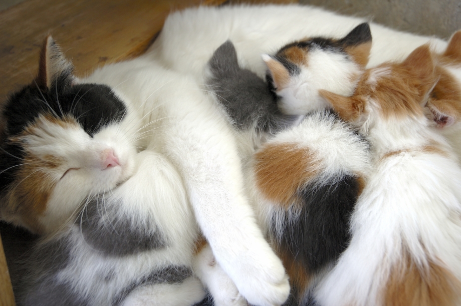 Человек кормит кошку