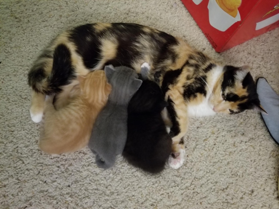 Срочно нужна кормящая кошка