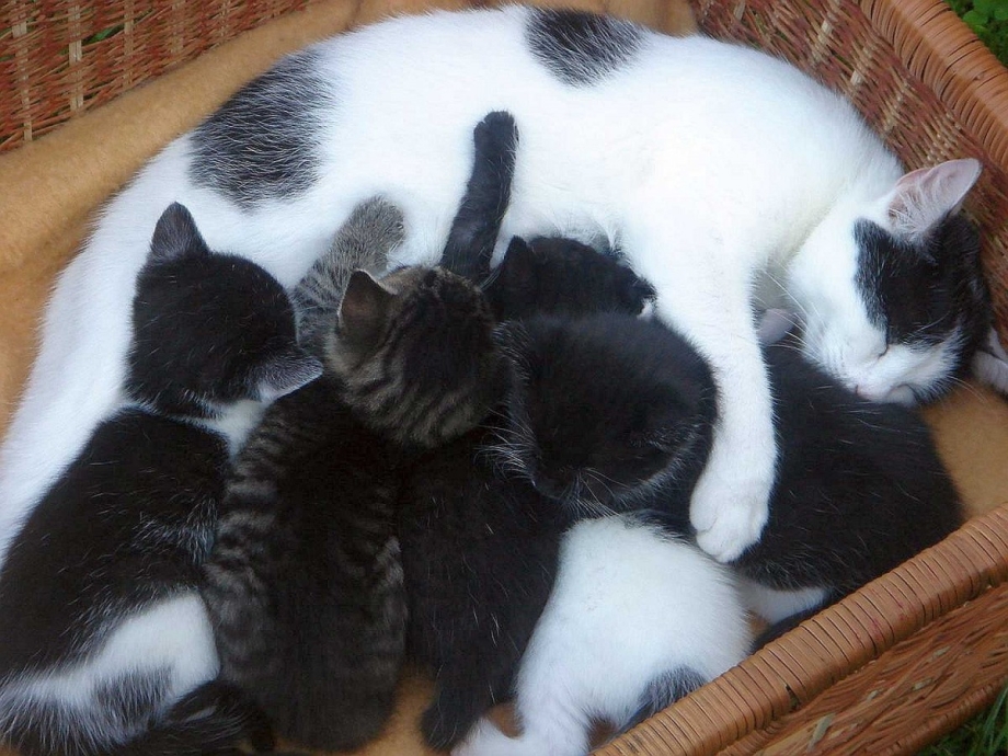 Кошка кормит котят