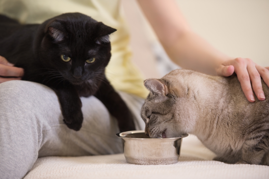 Кошка с новорожденными котятами