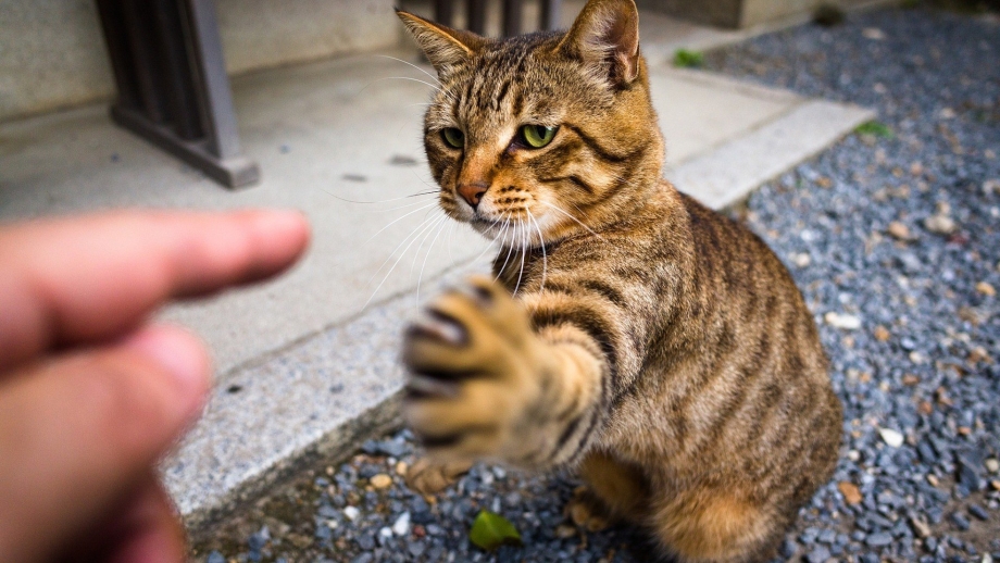 Котята обнимаются фото