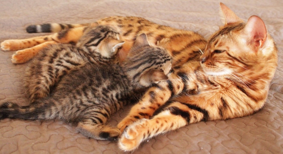 Кошка кормит котят