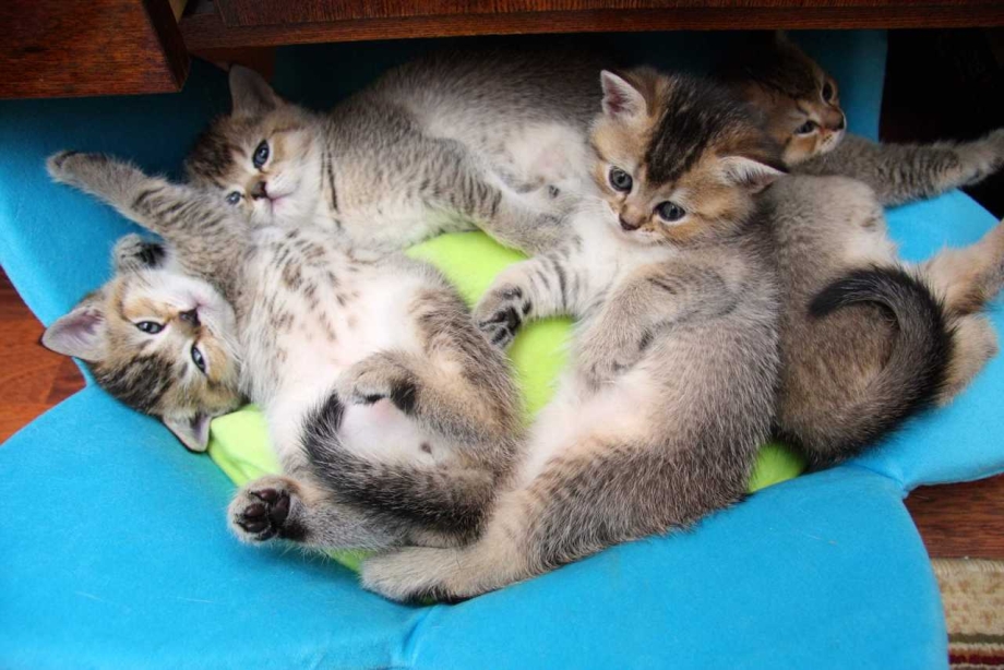 Сиамская кошка котенок