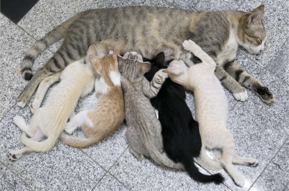 Кошачьи Сиси