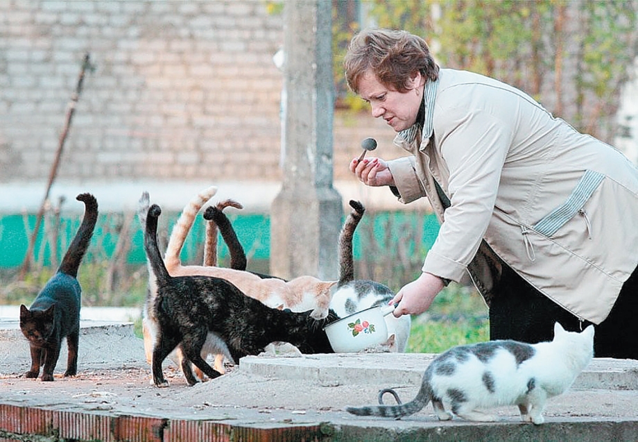 Питание британской кошки