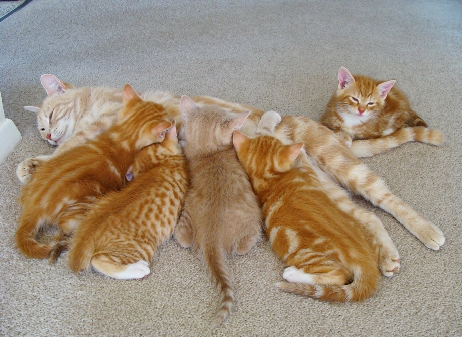 Кошка кормит котят молоком