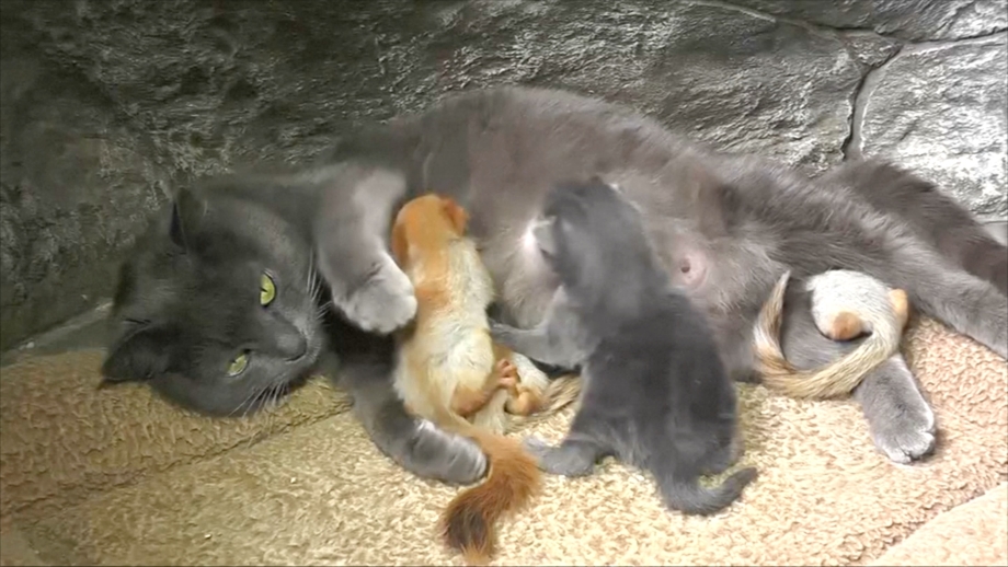 Мама кошка кормит котят