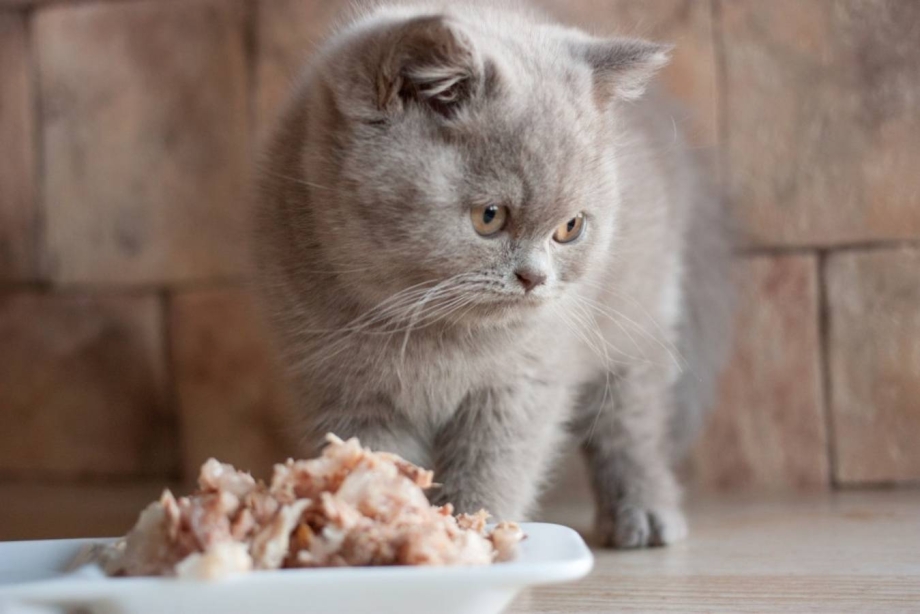 Кот овсянка