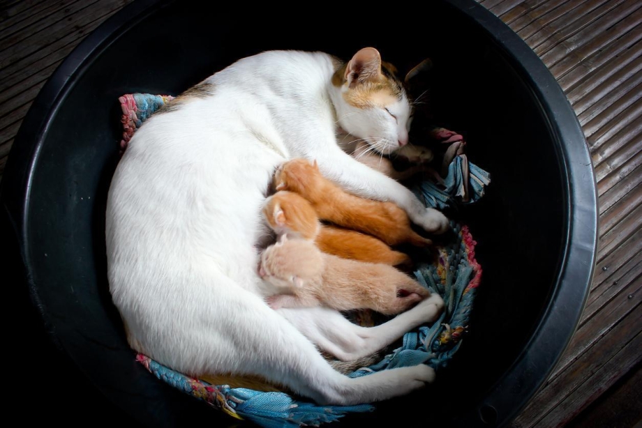 Воспитание кота
