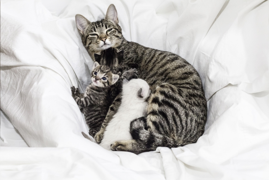 Кот с таблетками