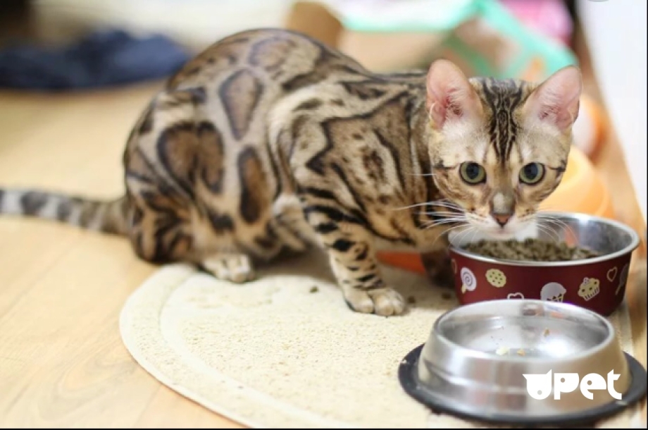 Миска для кота