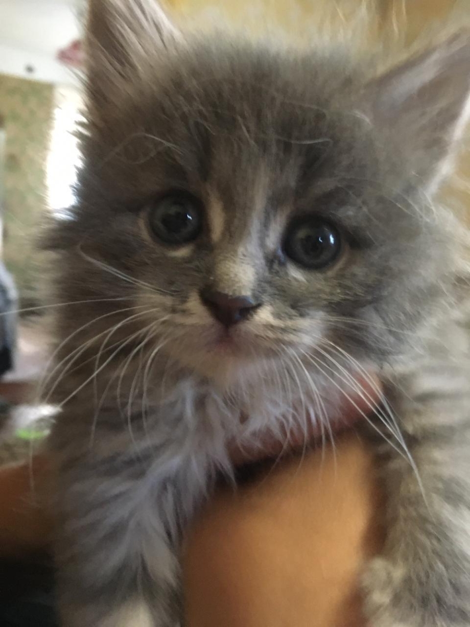 Котята метисы Мем