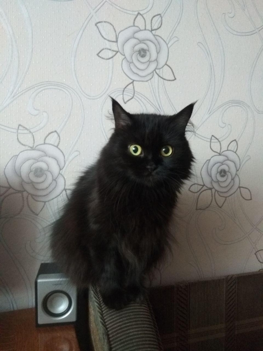 Метис Мейн куна