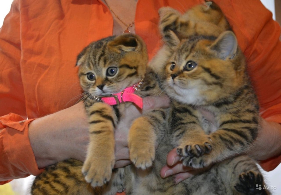 Няшные тигрята и котята со словом Подпишись