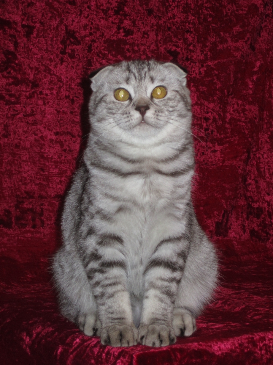 Шотландская вислоухая кошка полукровка