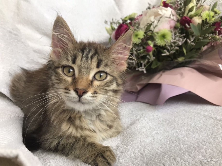 Котята метисы Мейн куна