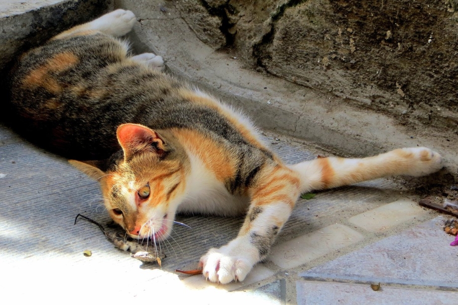 Кота терапия