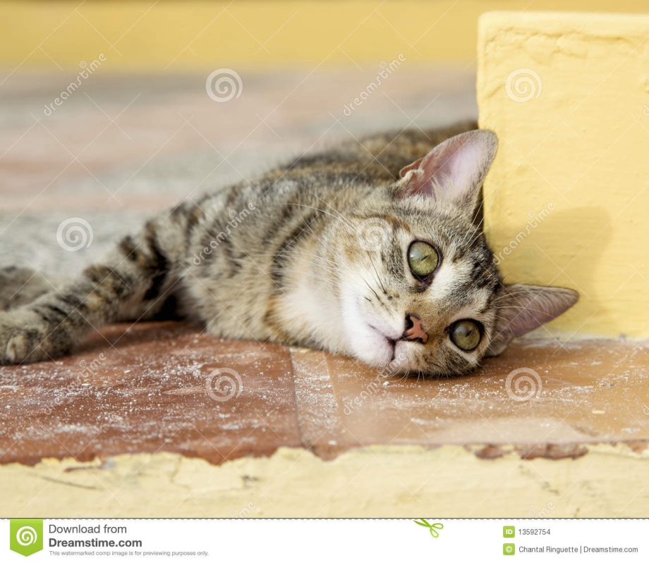 Ветеринар с кошкой