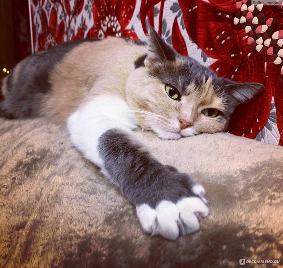 Кошачья блевотина с шерстью