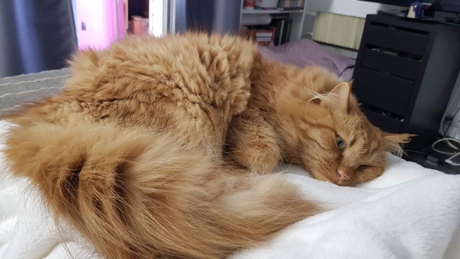 Котенок заболел