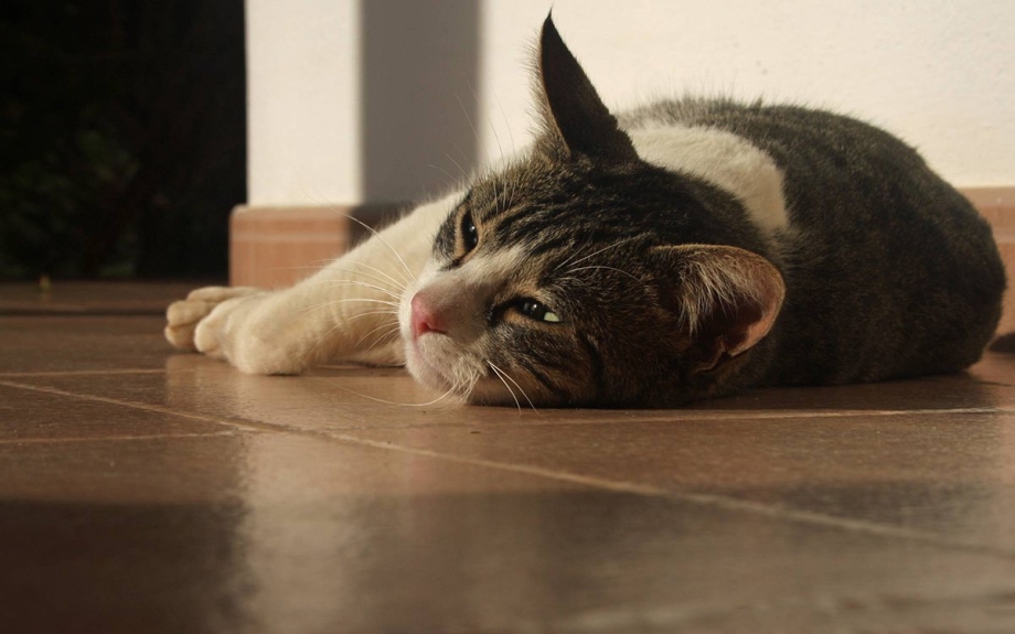 Котенок приболел