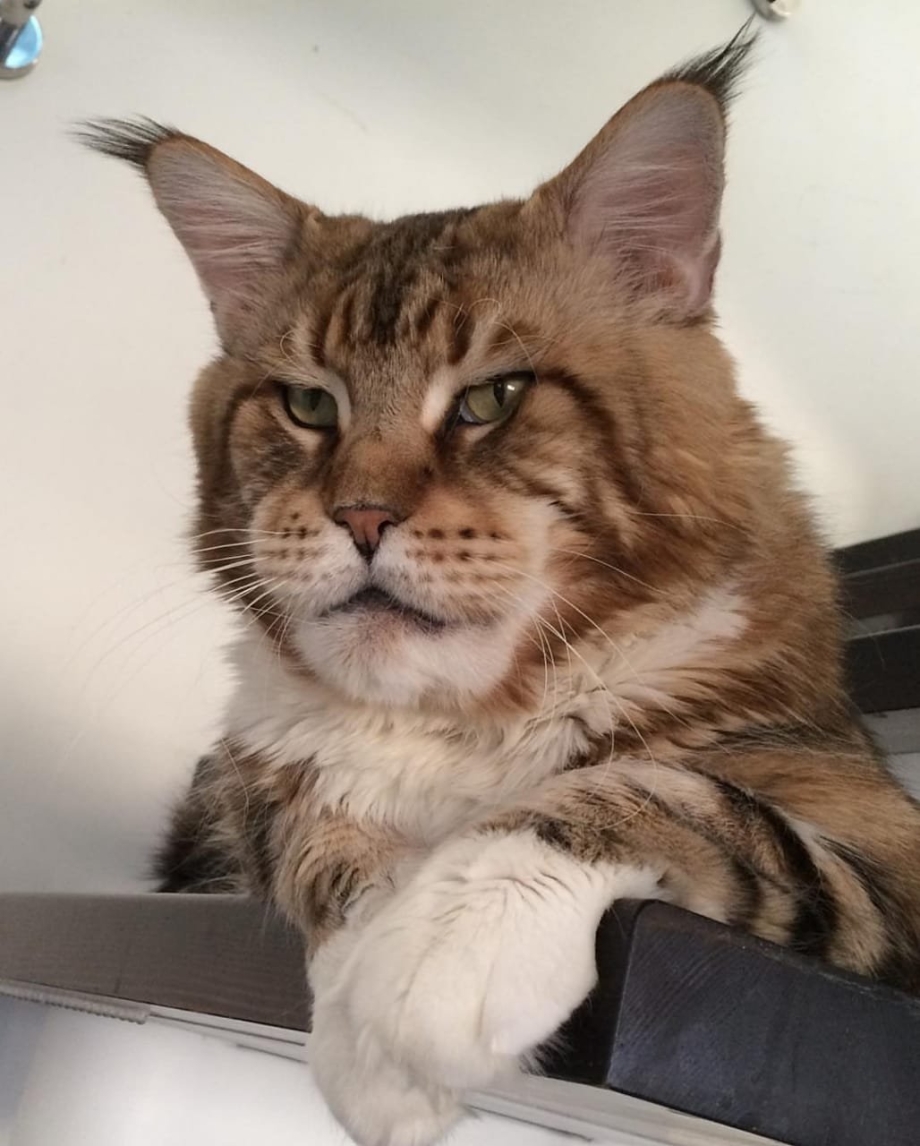 Кошка Рысь Мейн кун