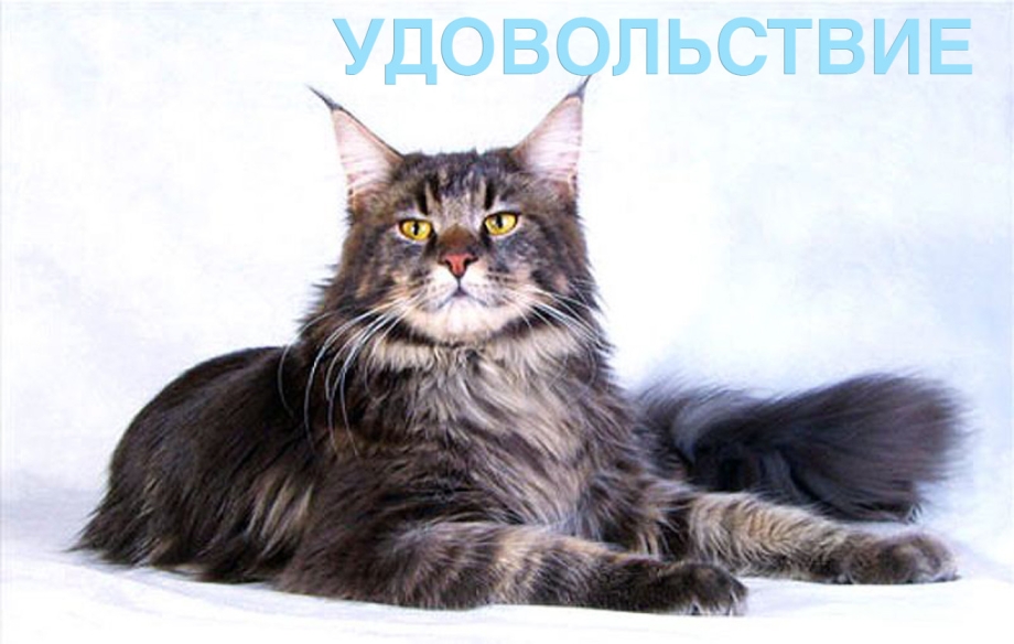 Породы Вовы
