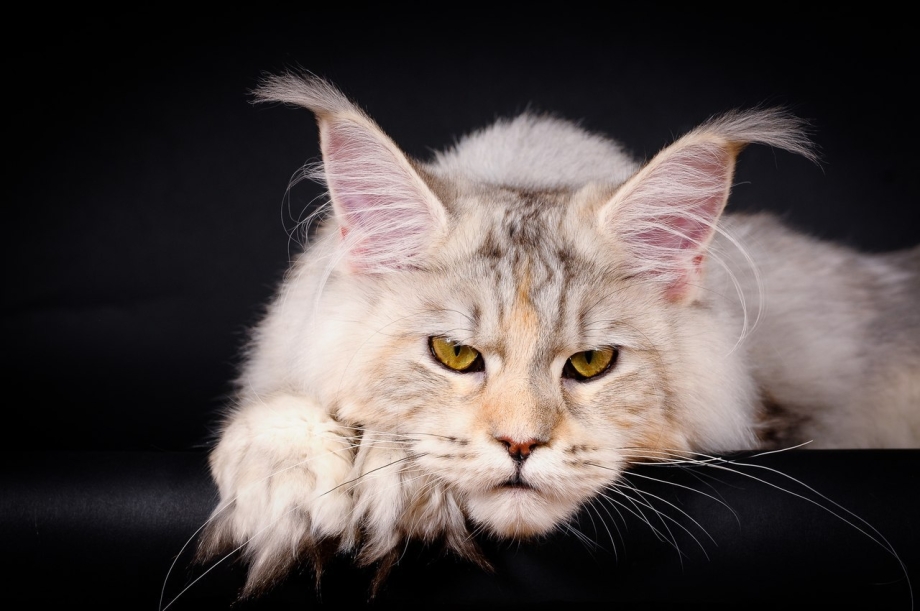 Коты куин Мейн