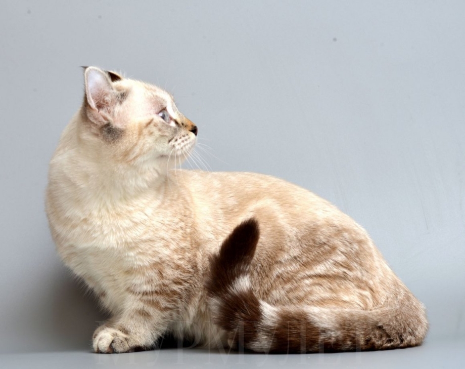 Кот ns11
